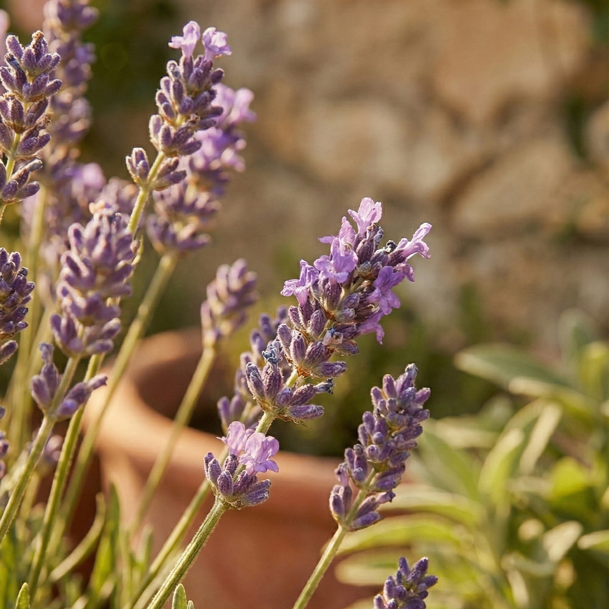 Lot De 6 Lavandes Munstead – Plante D'Extérieur
