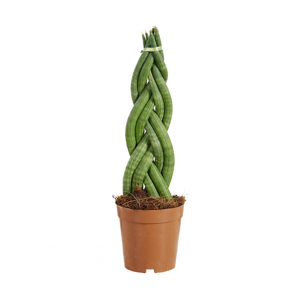 Sansevieria Twister – Plante D'Intérieur