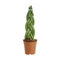 Sansevieria Twister – Plante D'Intérieur