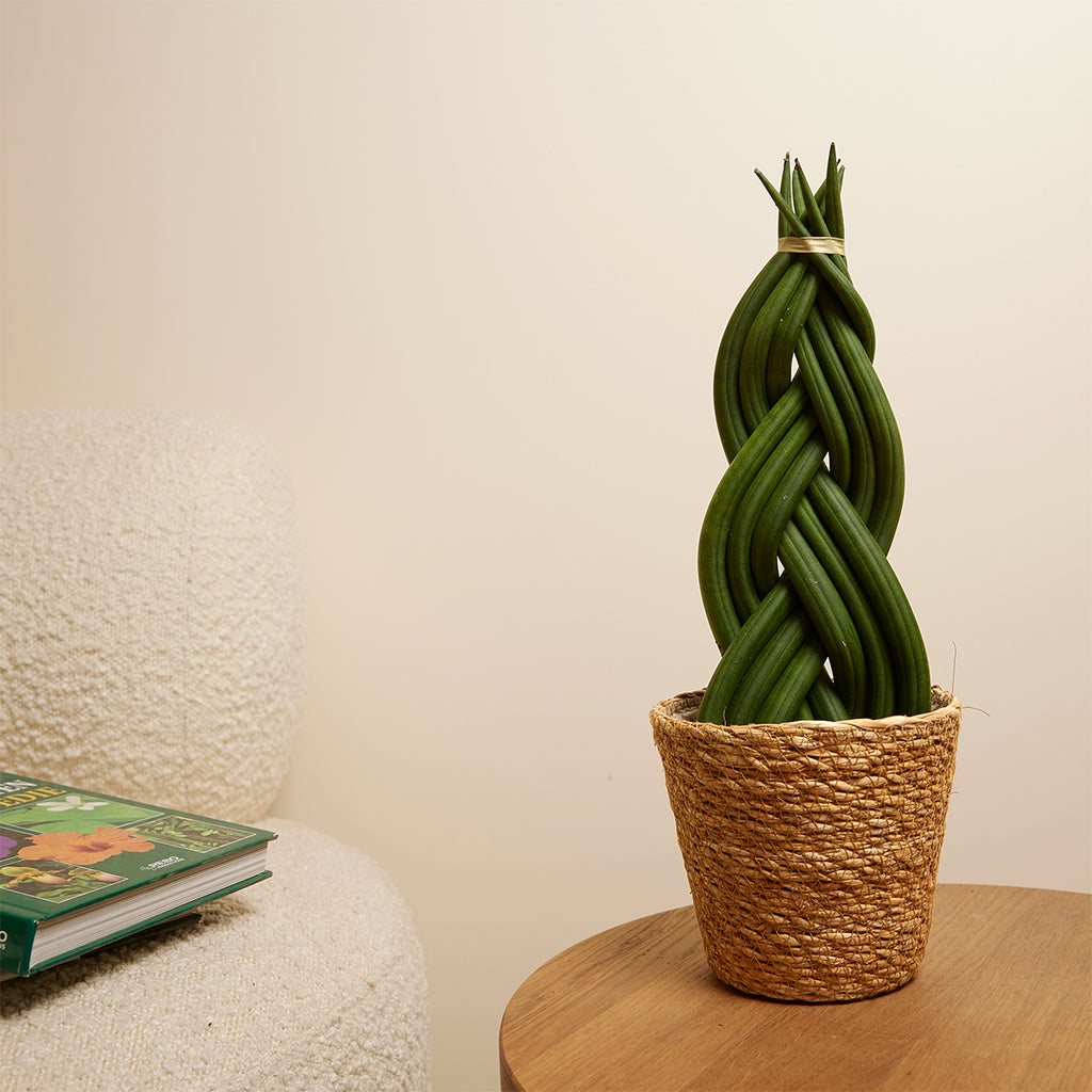 Sansevieria Twister – Plante D'Intérieur