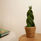 Sansevieria Twister – Plante D'Intérieur