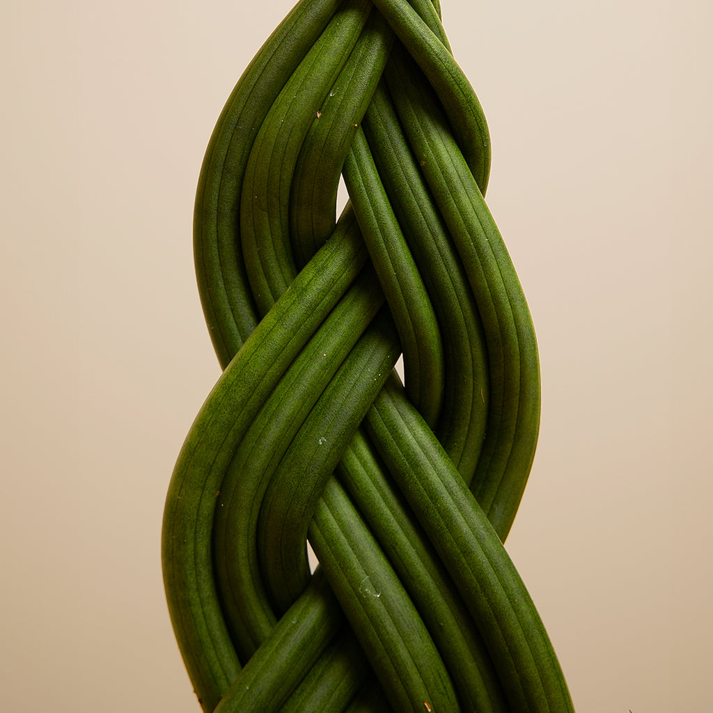 Sansevieria Twister – Plante D'Intérieur