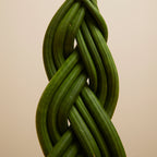 Sansevieria Twister – Plante D'Intérieur