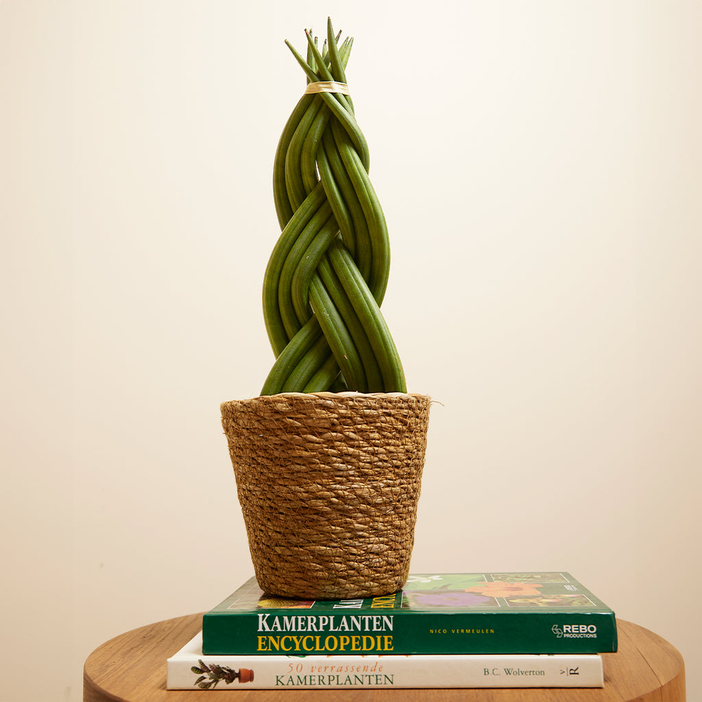 Sansevieria Twister – Plante D'Intérieur