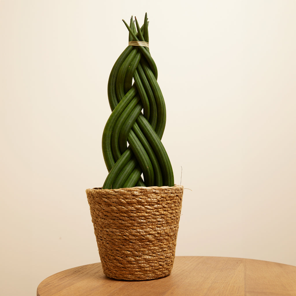 Sansevieria Twister – Plante D'Intérieur