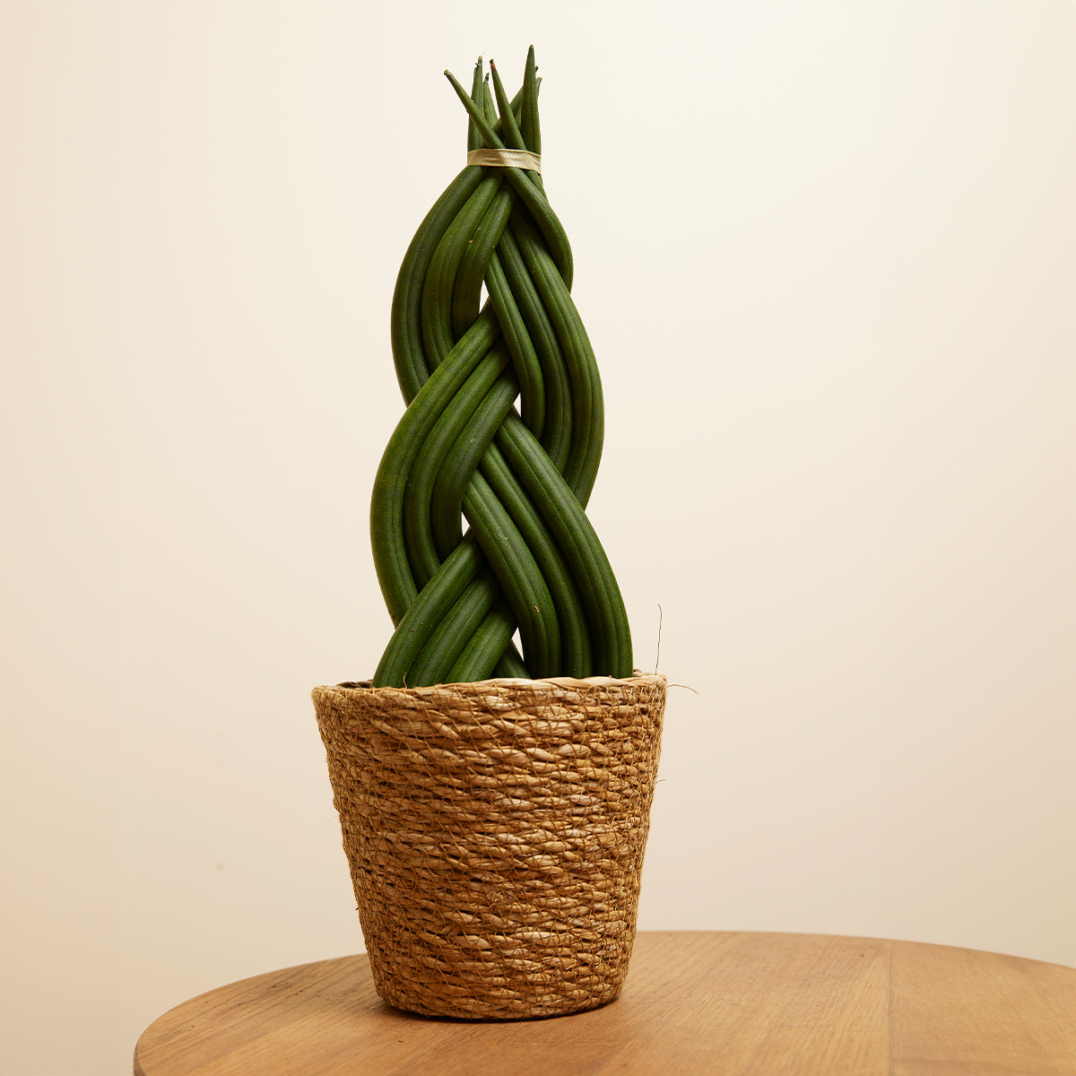 Sansevieria Twister – Plante D'Intérieur
