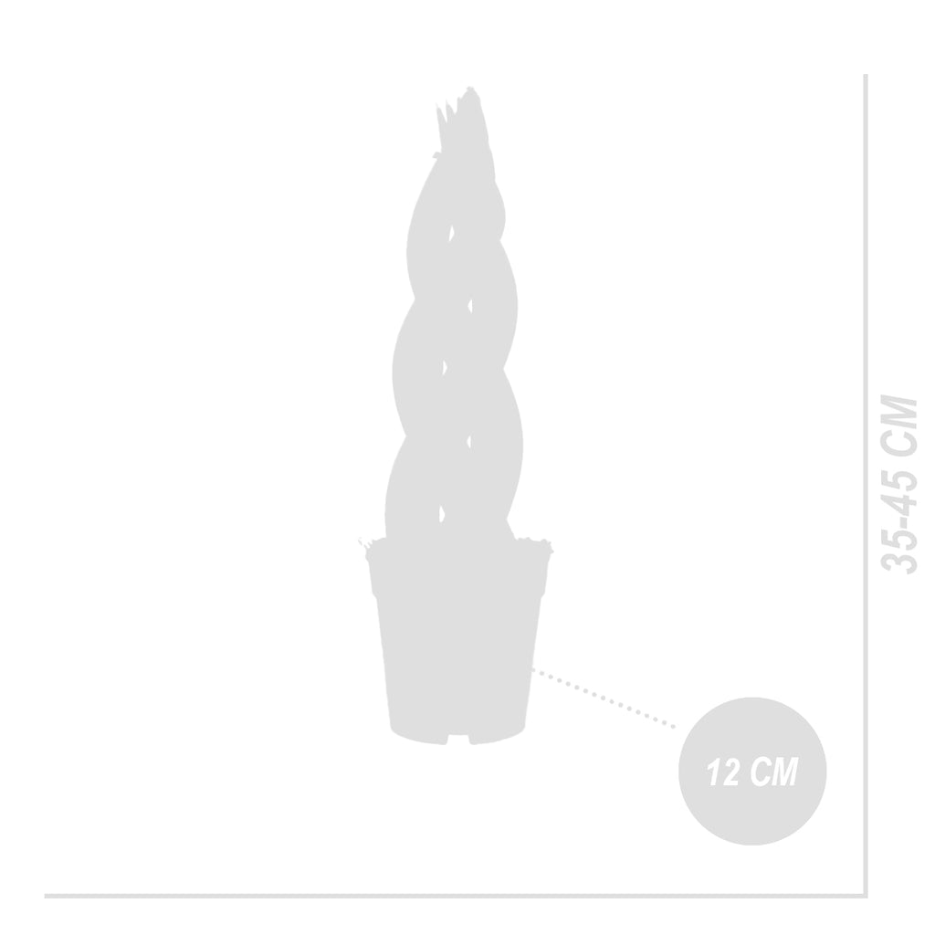 Sansevieria Twister – Plante D'Intérieur