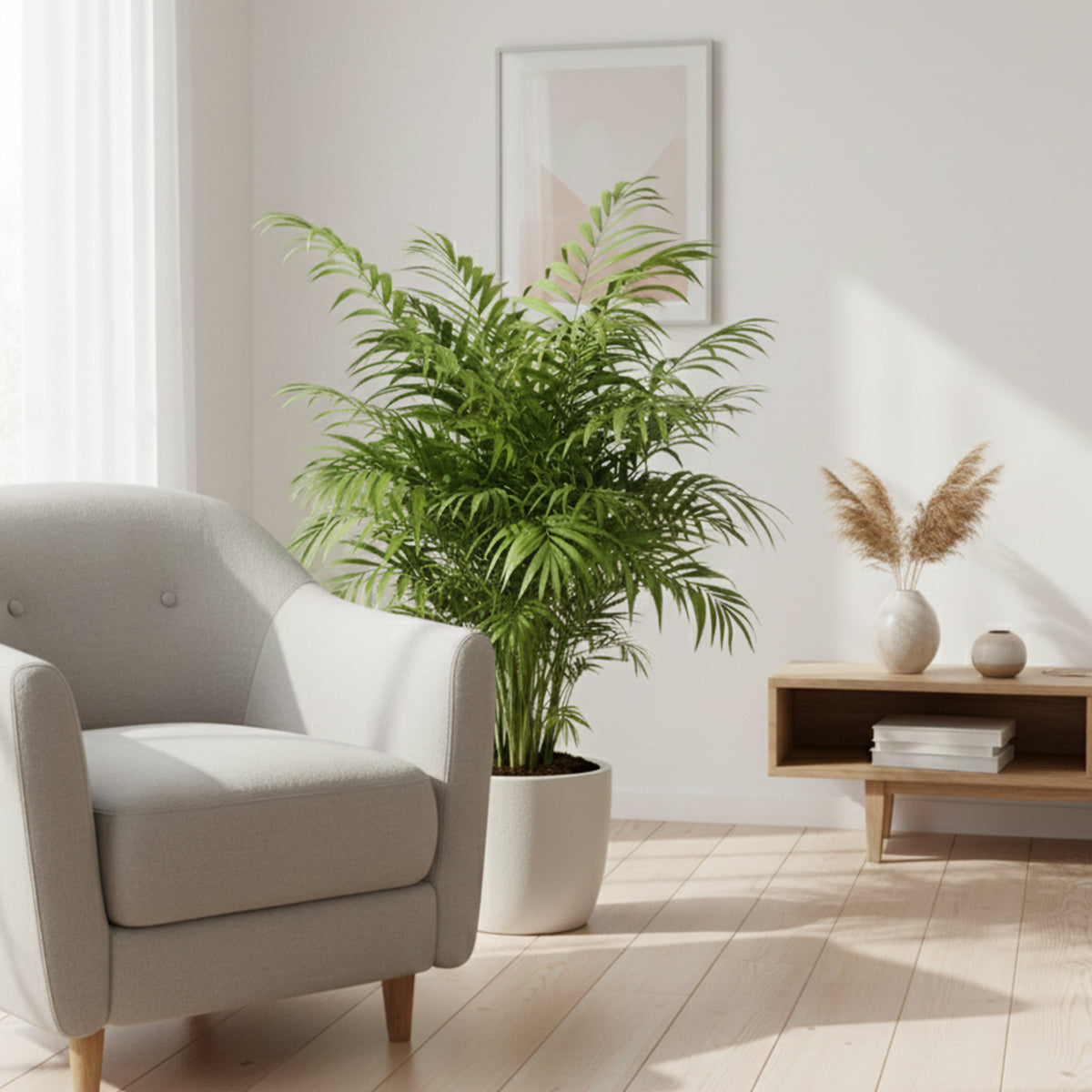 Chamaedorea Elegans XL – Indoor Plant