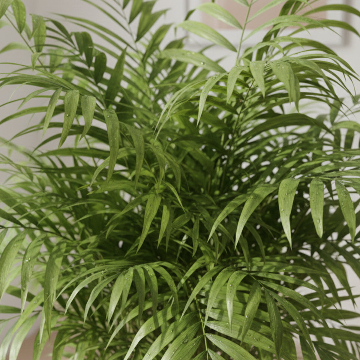 Chamaedorea Elegans XL – Indoor Plant