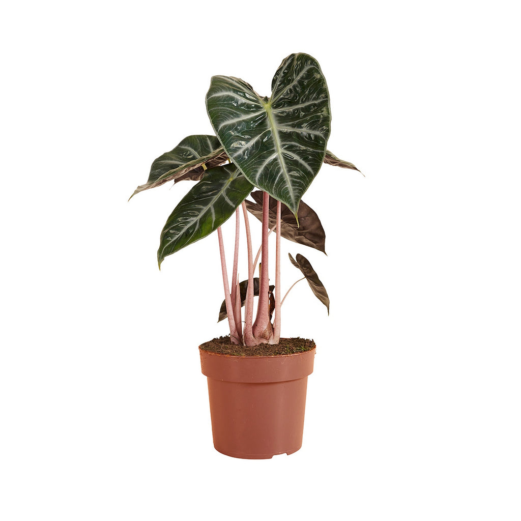 Alocasia Pink Dragon – Houseplant