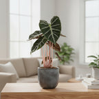 Alocasia Pink Dragon – Houseplant