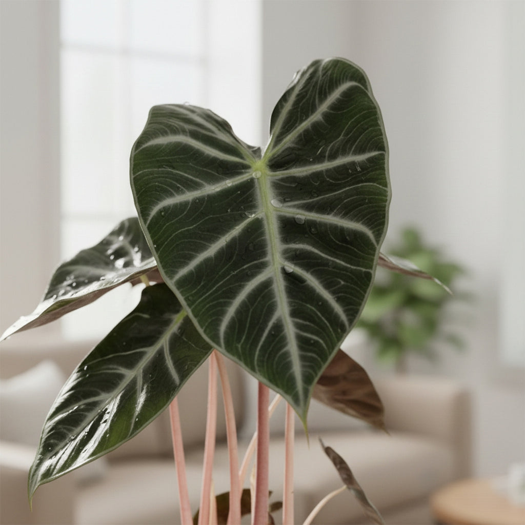 Alocasia Pink Dragon – Houseplant