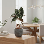 Alocasia Pink Dragon – Houseplant