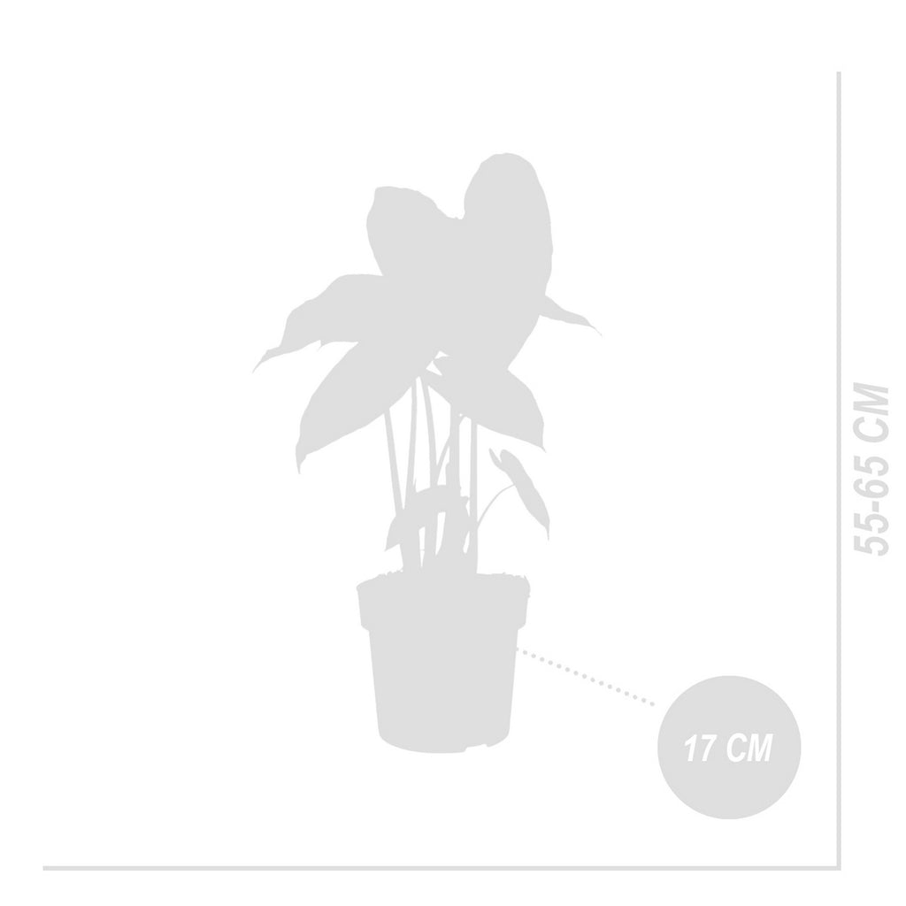 Alocasia Pink Dragon – Houseplant