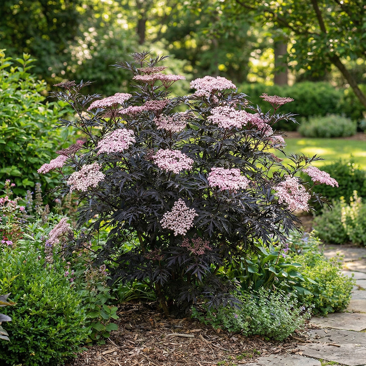 Set of 2 Black Lace Elderberries – Outdoor Plant