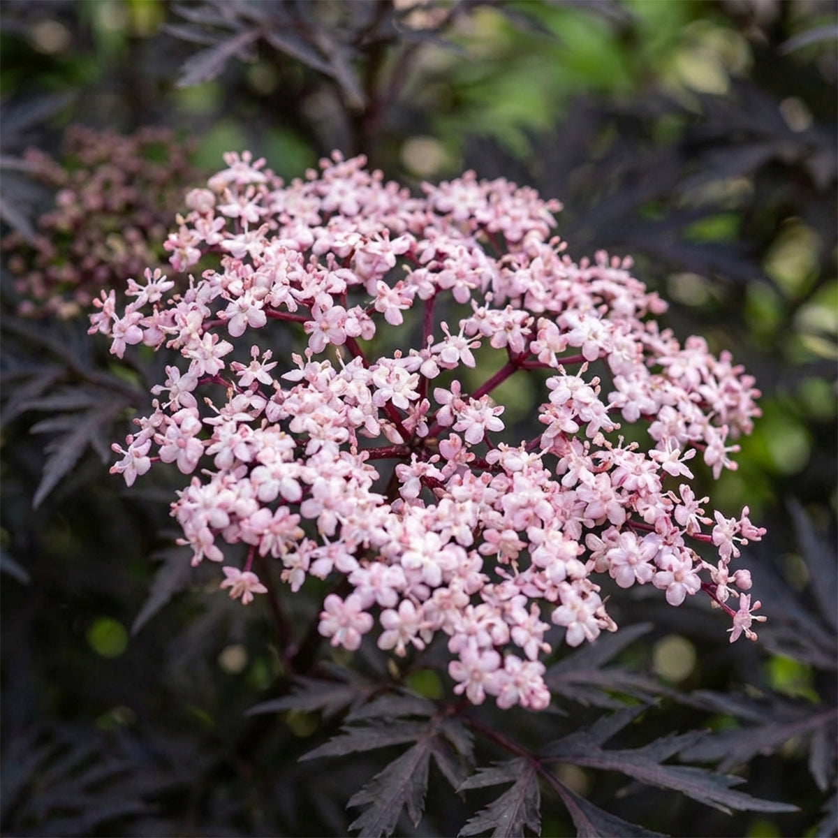 Set of 2 Black Lace Elderberries – Outdoor Plant