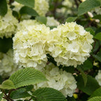Viorne Du Japon Opening Day – Plante D'Extérieur