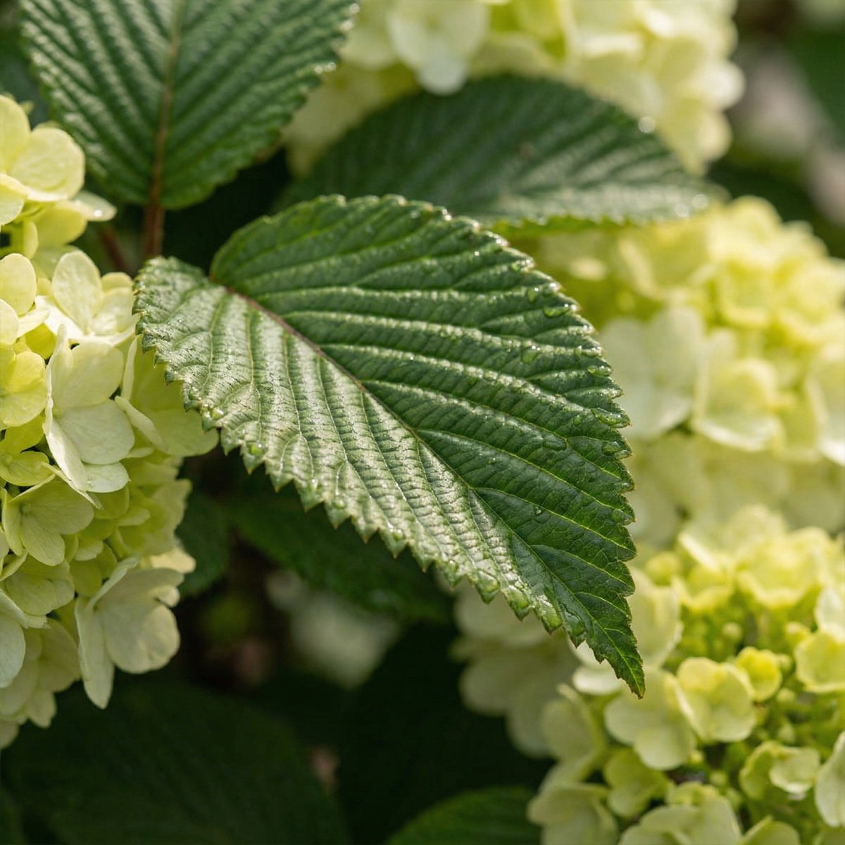 Viorne Du Japon Opening Day – Plante D'Extérieur