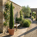 Cyprès – Plante D'Extérieur