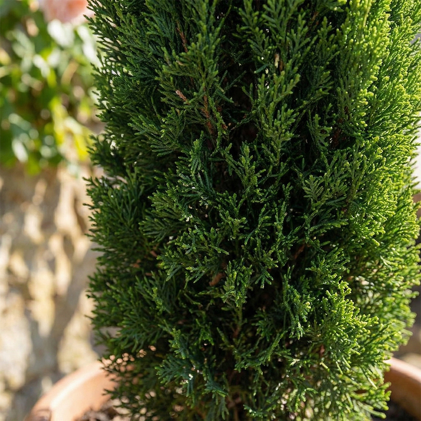 Cyprès – Plante D'Extérieur