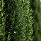 Cyprès – Plante D'Extérieur