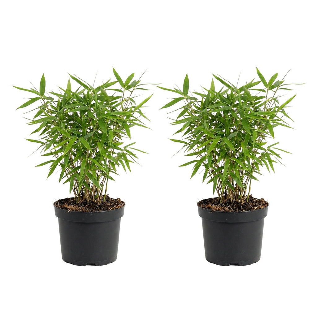 Lot De 2 Bambous Verts Rufa