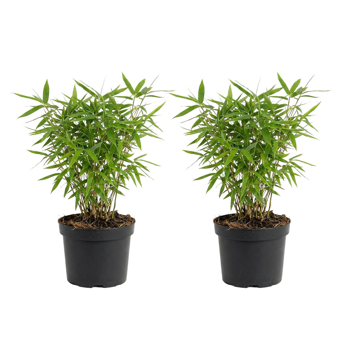 Lot De 2 Bambous Verts Rufa