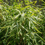 Lot De 2 Bambous Verts Rufa