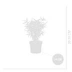 Lot De 2 Bambous Verts Rufa