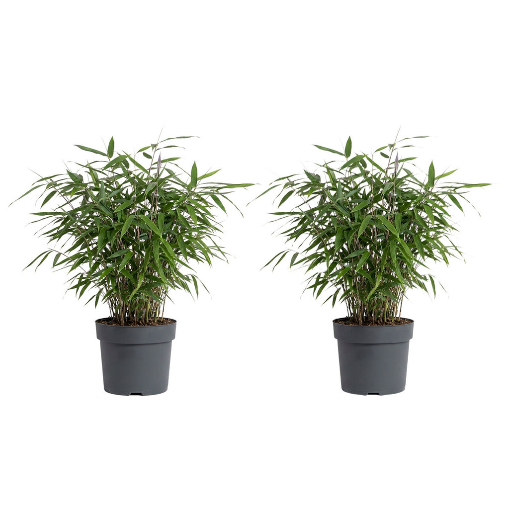 Lot De 2 Bambous Rouges Asian Wonder