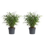 Lot De 2 Bambous Rouges Asian Wonder