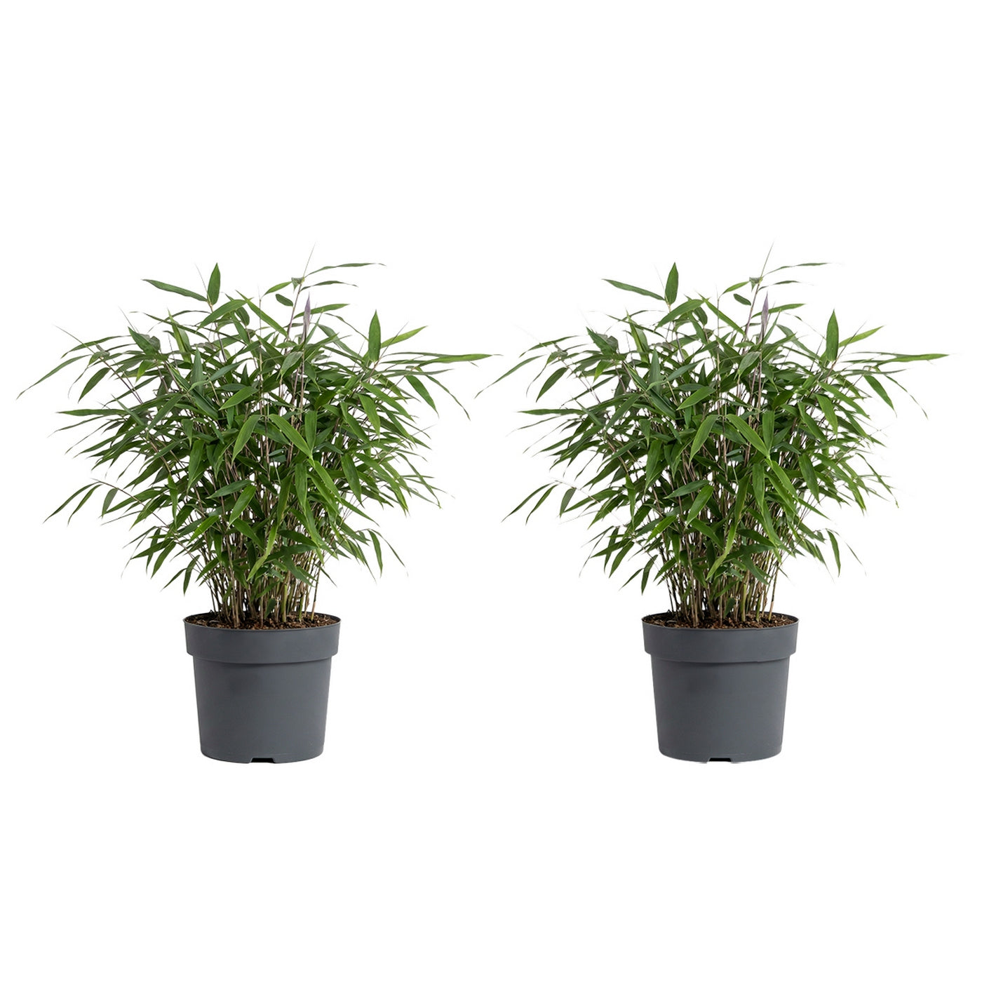 Lot De 2 Bambous Rouges Asian Wonder