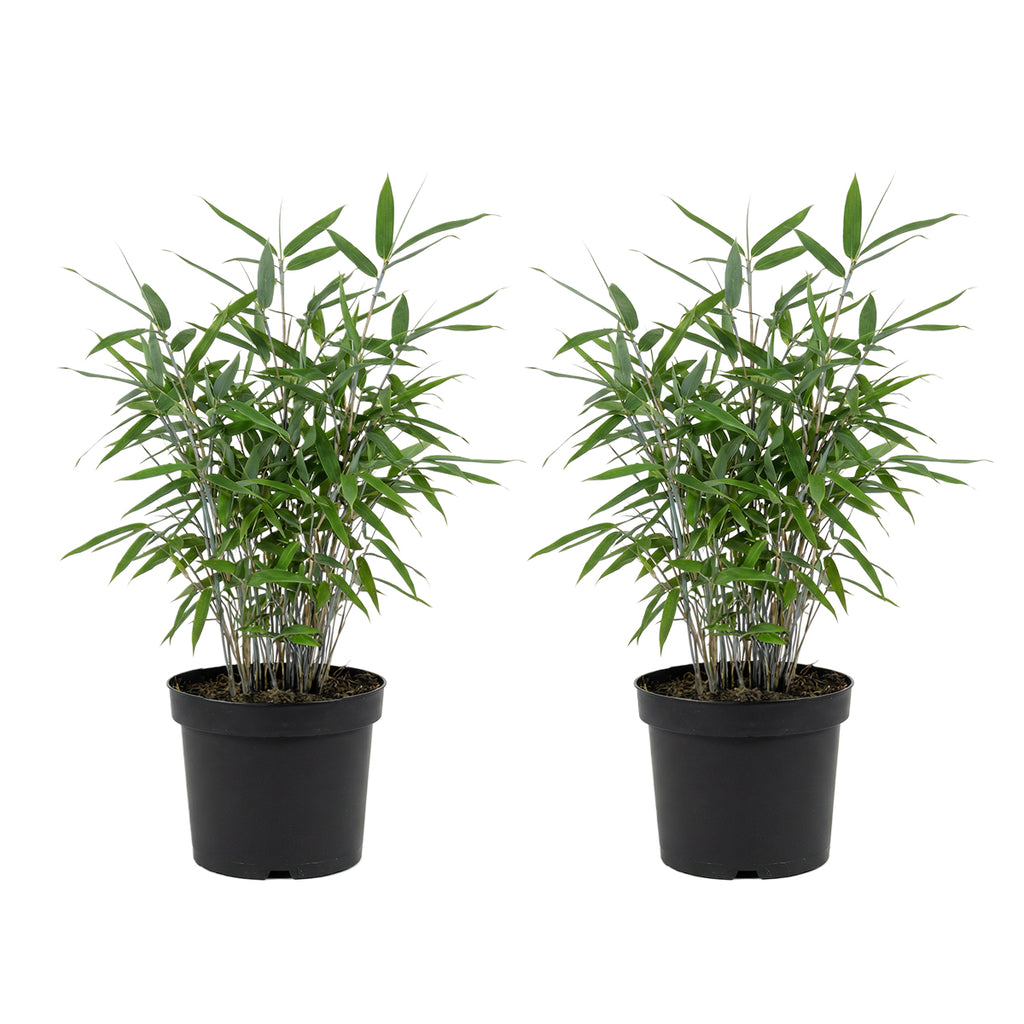 Lot De 2 Bambous Bleus – Plante D'Extérieur