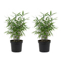 Lot De 2 Bambous Bleus – Plante D'Extérieur