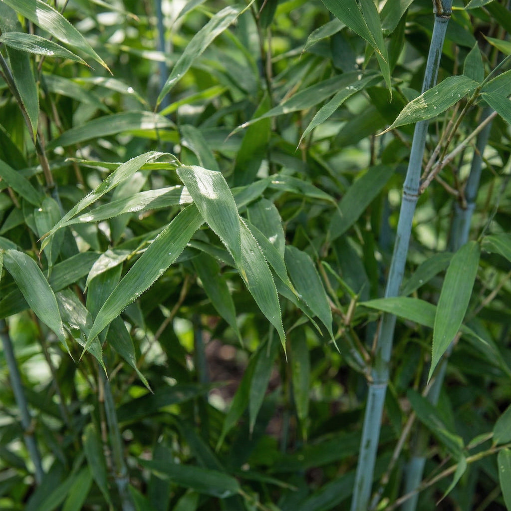 Lot De 2 Bambous Bleus – Plante D'Extérieur