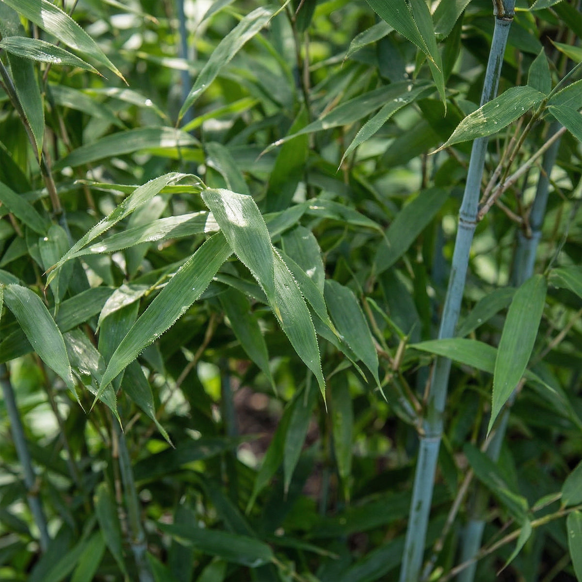 Lot De 2 Bambous Bleus – Plante D'Extérieur
