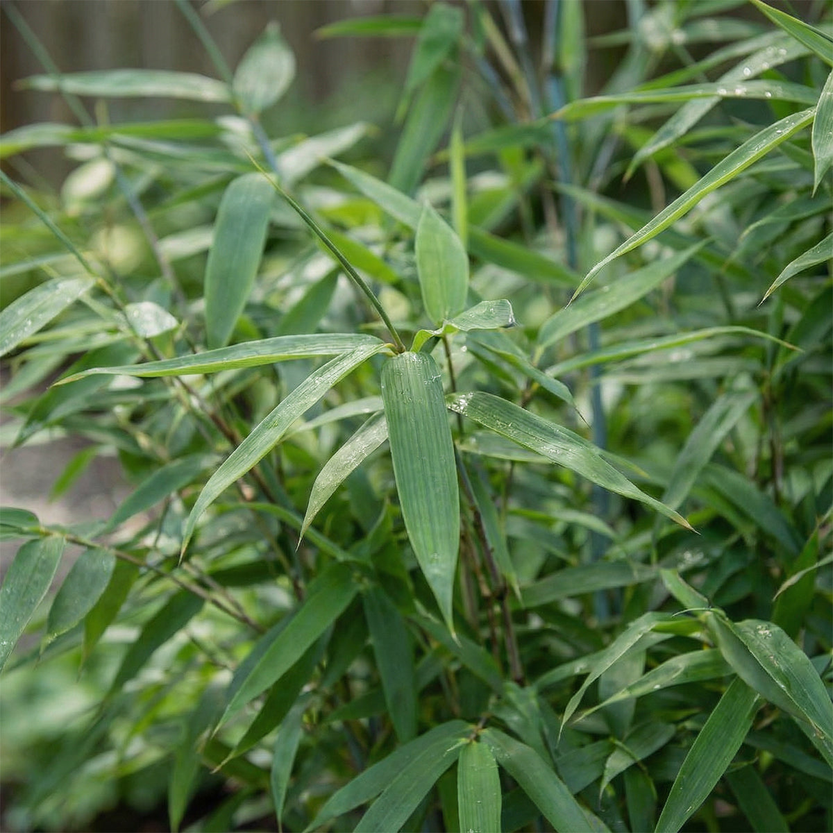Lot De 2 Bambous Bleus – Plante D'Extérieur