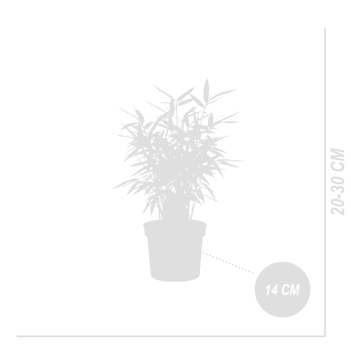 Lot De 2 Bambous Bleus – Plante D'Extérieur
