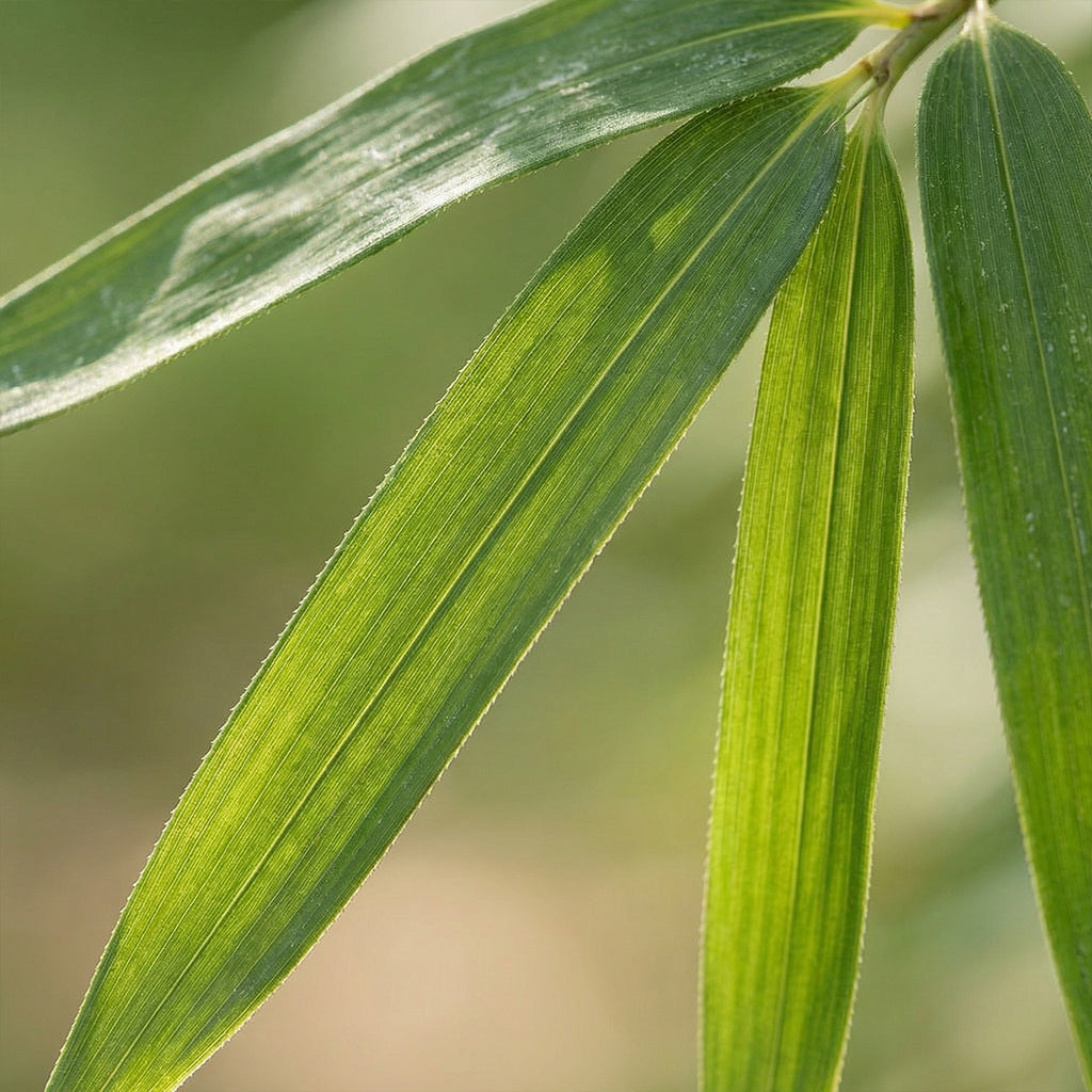Lot De 2 Fargesia Gansu Xl – Plante D'Extérieur