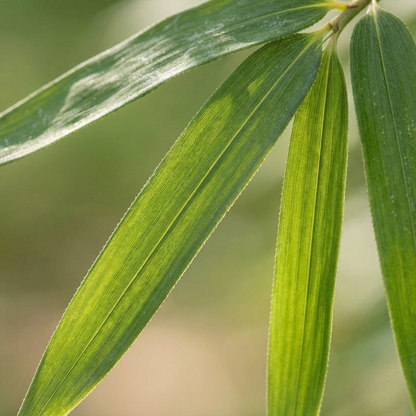 Lot De 2 Fargesia Gansu Xl – Plante D'Extérieur