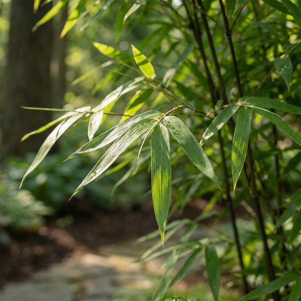 Lot De 2 Fargesia Gansu Xl – Plante D'Extérieur