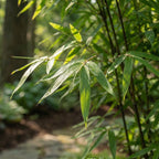 Lot De 2 Fargesia Gansu Xl – Plante D'Extérieur