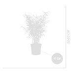 Lot De 2 Fargesia Gansu Xl – Plante D'Extérieur
