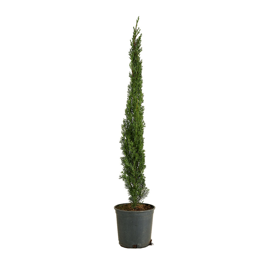Cyprès – Plante D'Extérieur
