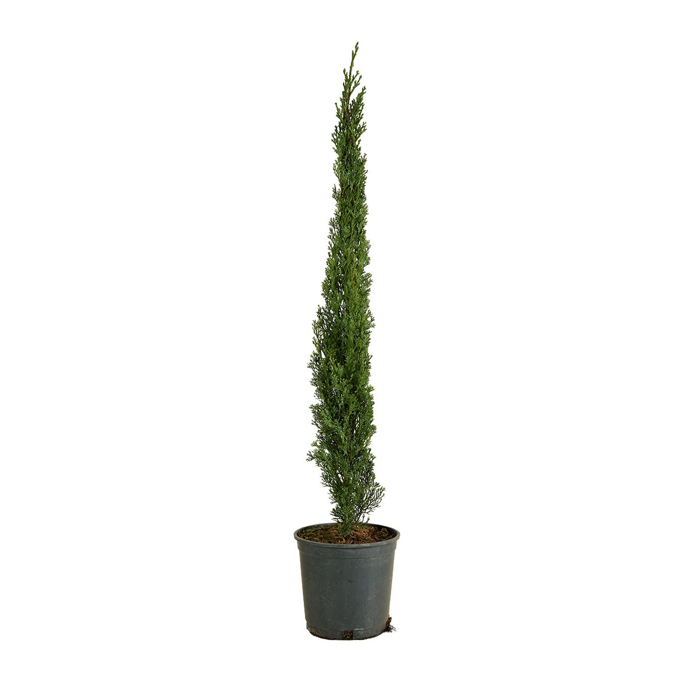 Cyprès – Plante D'Extérieur