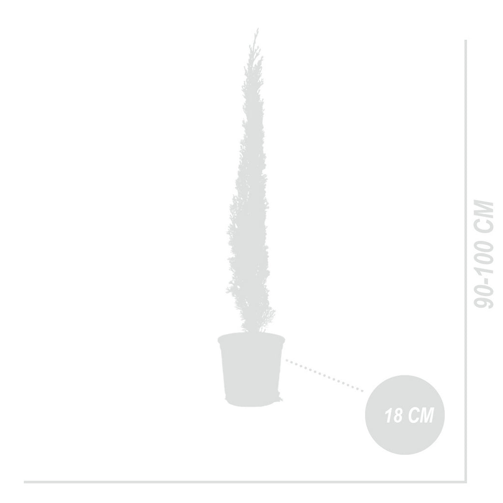 Cyprès – Plante D'Extérieur