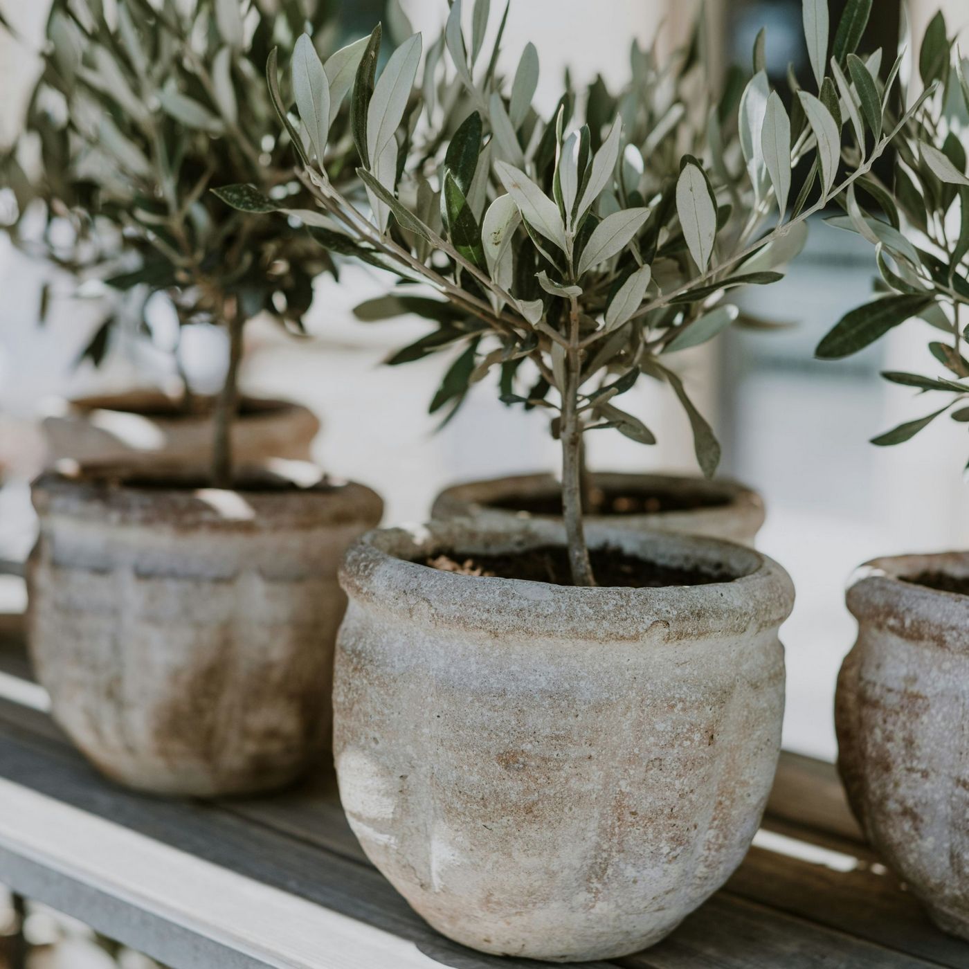 Lot De 2 Petits Oliviers – Plante D'Extérieur