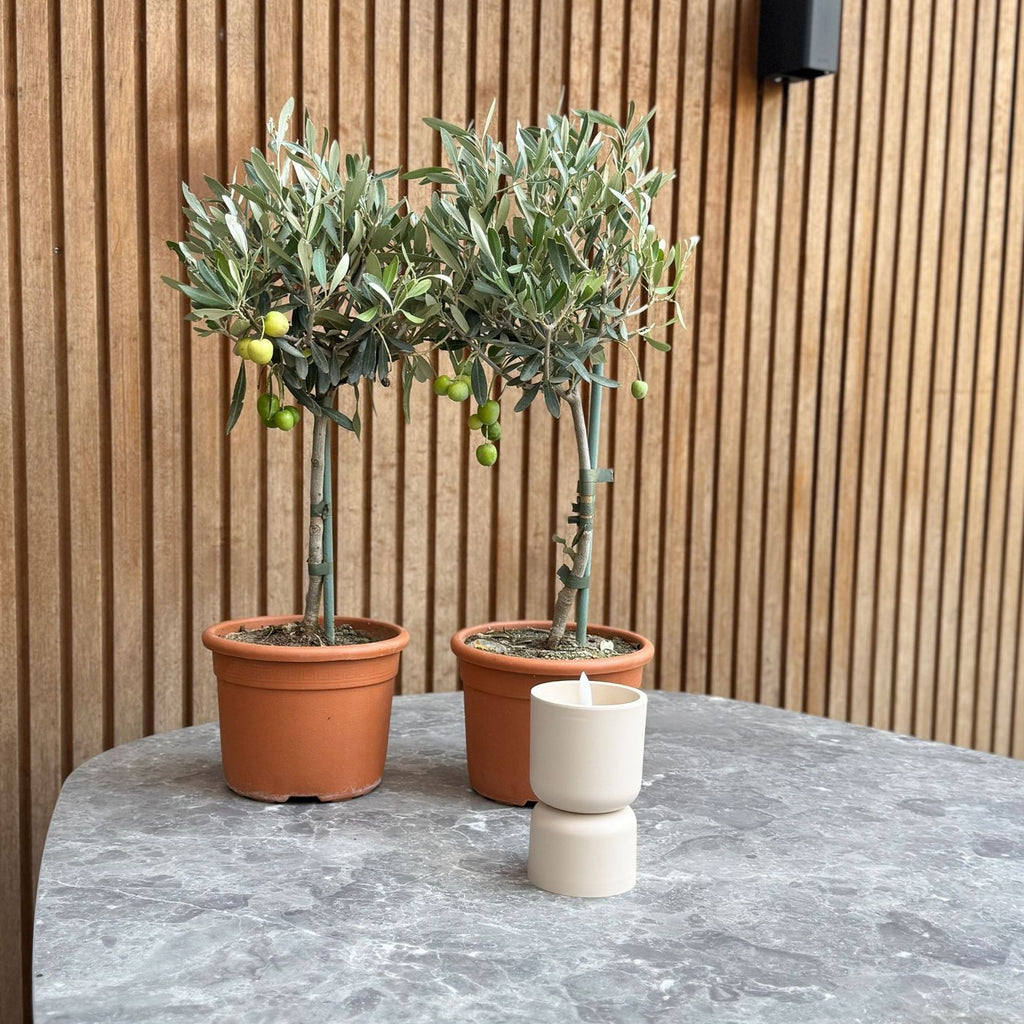 Lot De 2 Petits Oliviers – Plante D'Extérieur