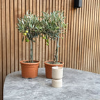 Lot De 2 Petits Oliviers – Plante D'Extérieur