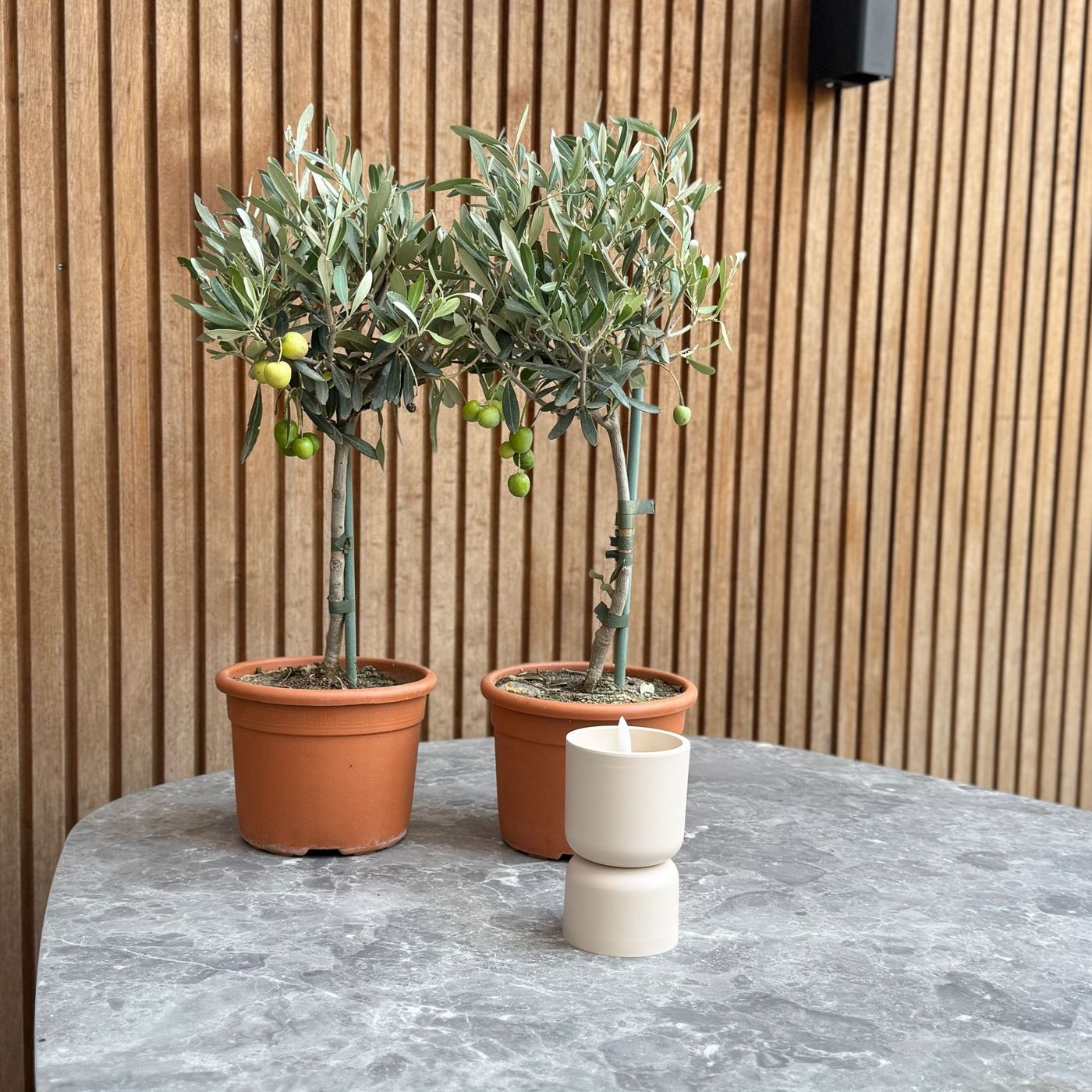 Lot De 2 Petits Oliviers – Plante D'Extérieur